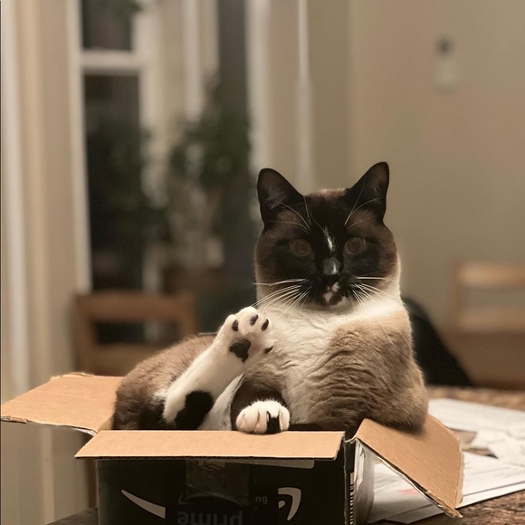 Pet friendly home - Picture 5 of 16